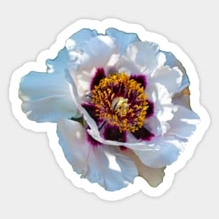 Rock Rose flower Sticker